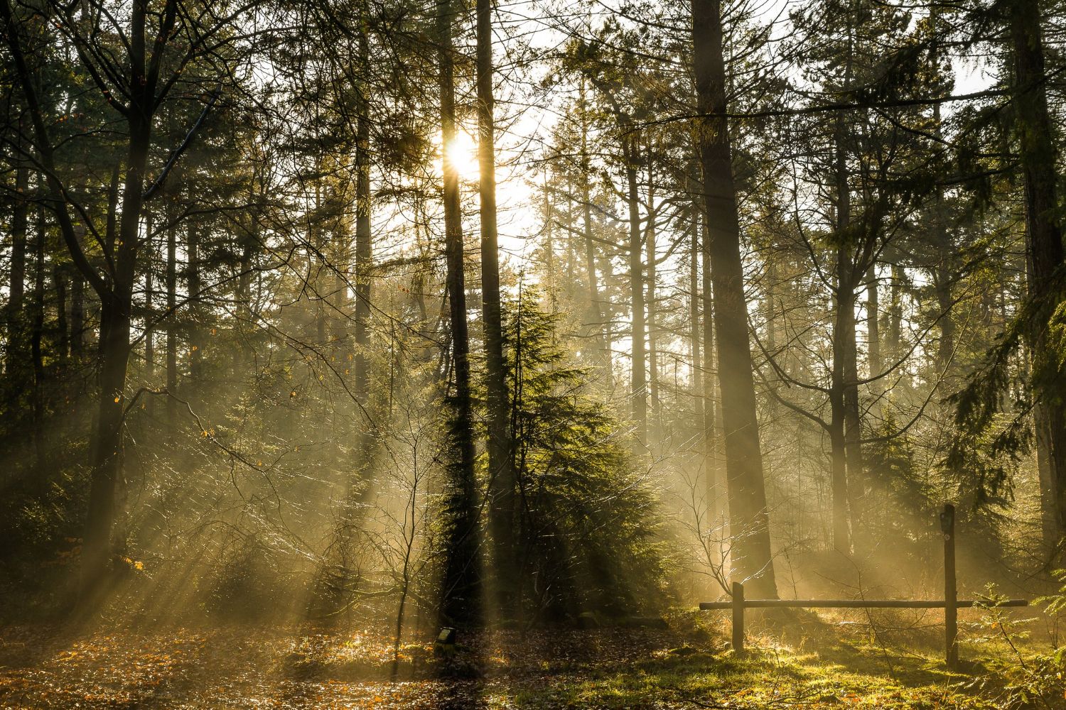 Foresta gestita in modo responsabile